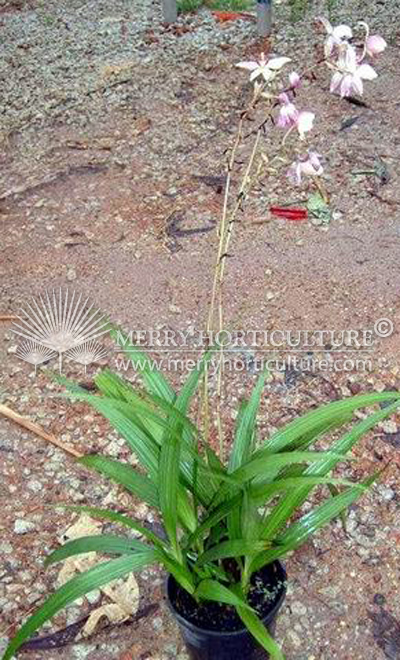 Spathoglottis Brown Pink